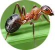 Ant Bites