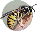 Wasp Stings