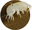 Sea Lice Bites